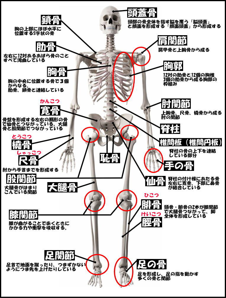 全身の主な骨格と筋肉の名称を知ろう 筋肉 関節 骨のヘルスケア 第2回 Healthcarelife Rene Thailand