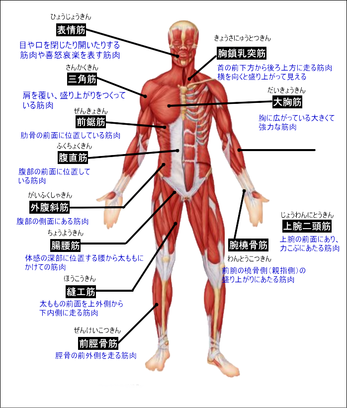 筋肉のしくみと動き 筋肉 骨 関節のヘルスケア 第7回 Healthcarelife Rene Thailand 筋肉のしくみと動き 筋肉 骨 関節のヘルスケア 第7回 Healthcarelife Rene Thailand